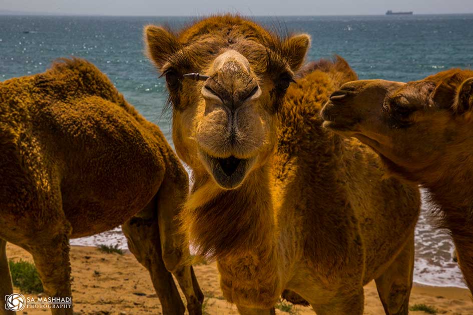 Camel_image